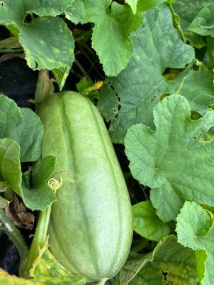 おにぎりマン農園のお野菜販売しています🍅　～大阪　寝屋川　お米屋さん　ネオニコフリー～